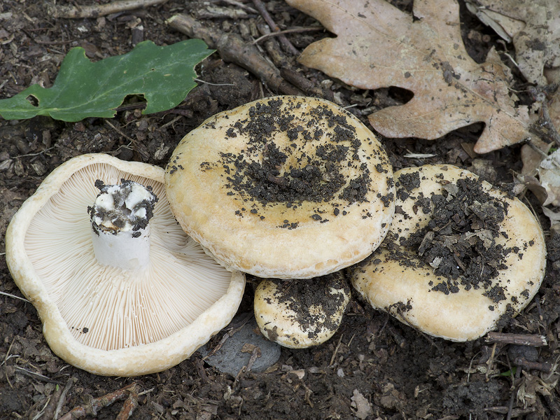 Lactarius acerrimus